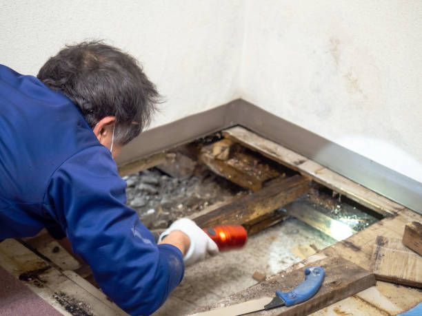 Best Crawl Space Mold Remediation in Avon By The Sea, NJ