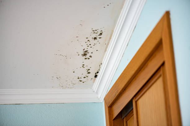 Avon By The Sea, NJ Mold Remediation Company