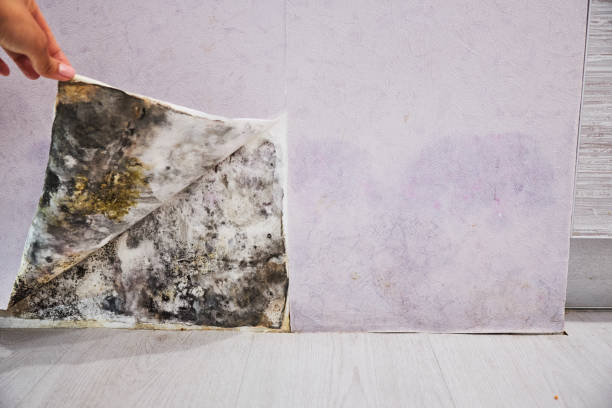 Best DIY Mold Remediation Support Services in Avon By The Sea, NJ